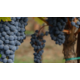 Gagnez un coffret vin "Mix d'Automne France" d'une valeur de CHF 106,20