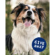 Gagnez un cadeau pour votre animal de compagnie