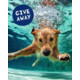 Gagnez un cadeau surprise pour votre animal de compagnie