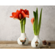 Testez gratuitement les amaryllis de Noël avec motifs Finn